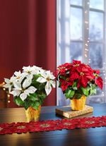 Weihnachtsstern im Topf  