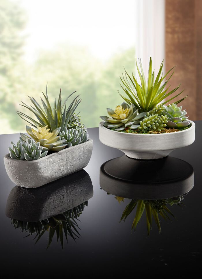 Sukkulenten-Arrangement in Schale aus Zement 