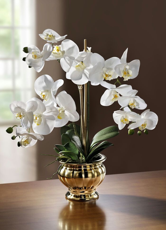 Orchidee im Topf 