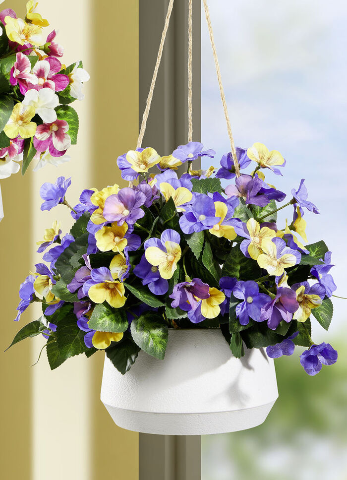 Stiefmütterchen in Hängeampel GELB-VIOLETT