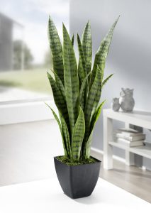 Sansevieria im Topf - Moderne Wohnideen