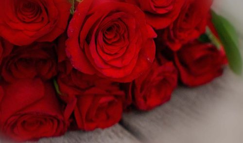 Rote Rosen als Geschenk zum Valentinstag