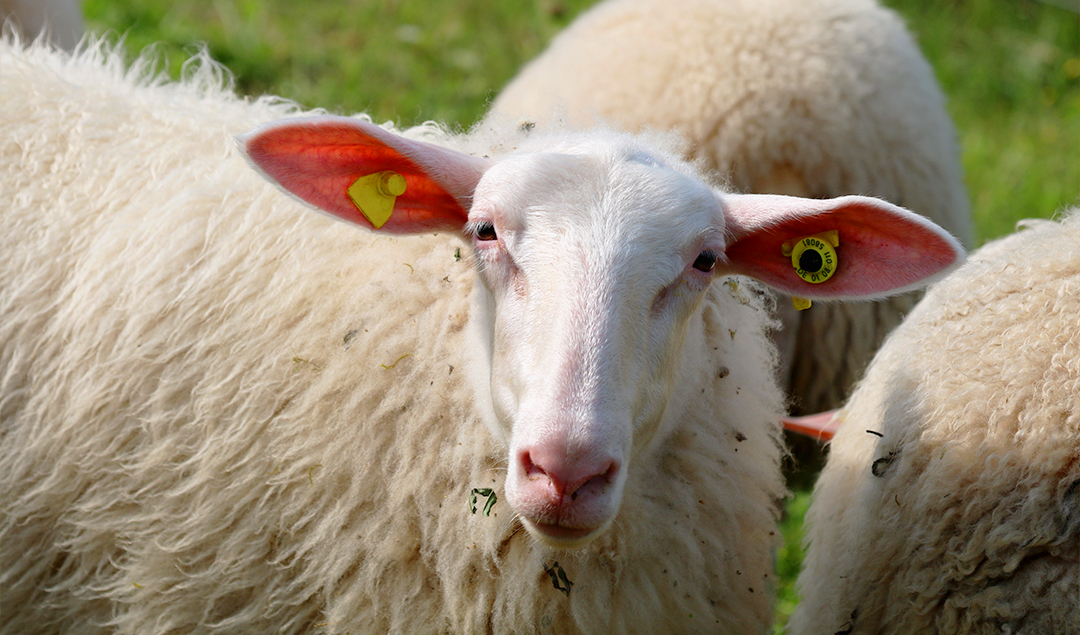 Weißes Schaf schaut dich an