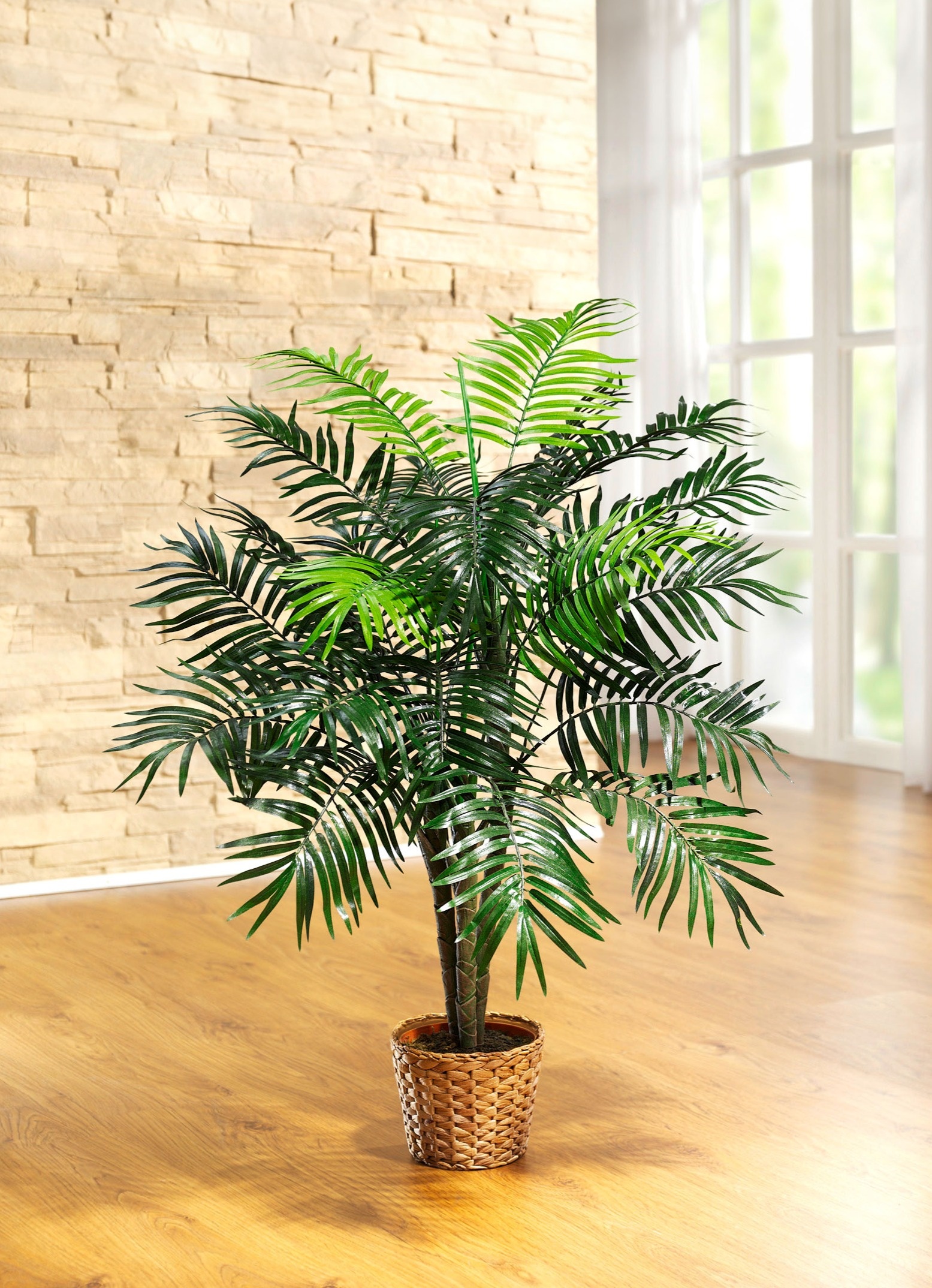 philodendron caramel variegata Philodendron Caramel Marble, rare Philodendron, exclusive houseplant, variegated  Philodendron, tropical plant, high-end indoor plant, collector's item, Casa  Botanica – Casa Botanica