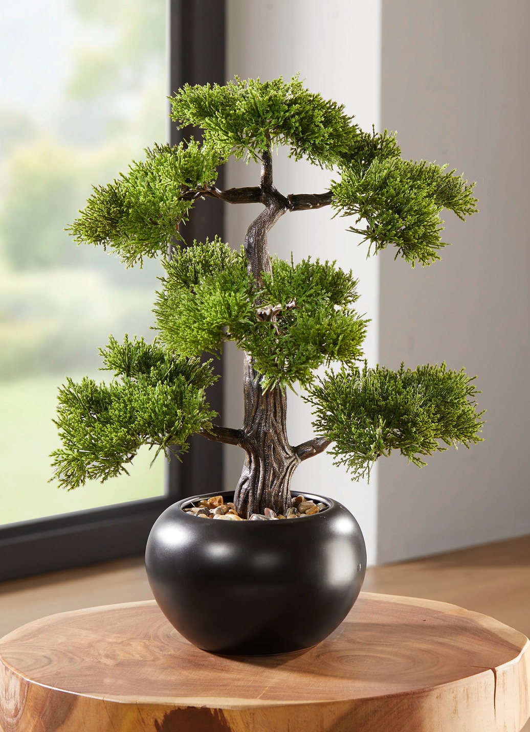 Zeder-Bonsai in schwarzem Keramiktopf - GRN